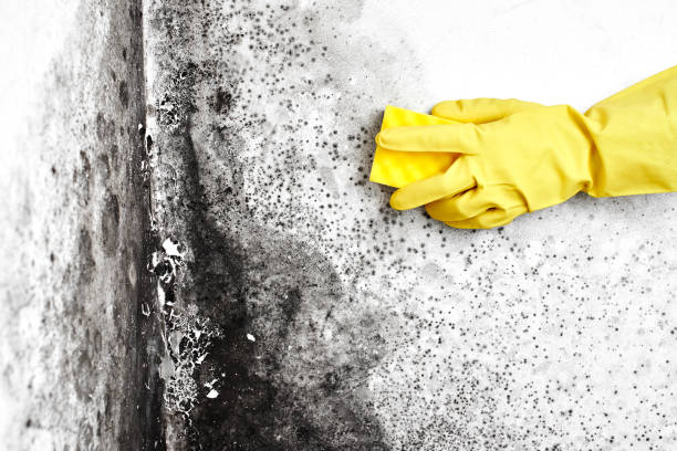 Best Mold Removal for HVAC Installations  in Avalon, PA